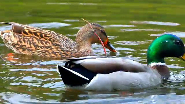 野鸭在池塘里潜水觅食视频素材