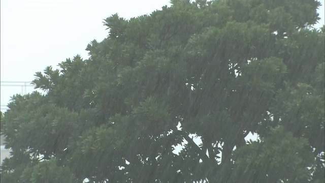 一棵树在暴风雨中摇摆。视频下载
