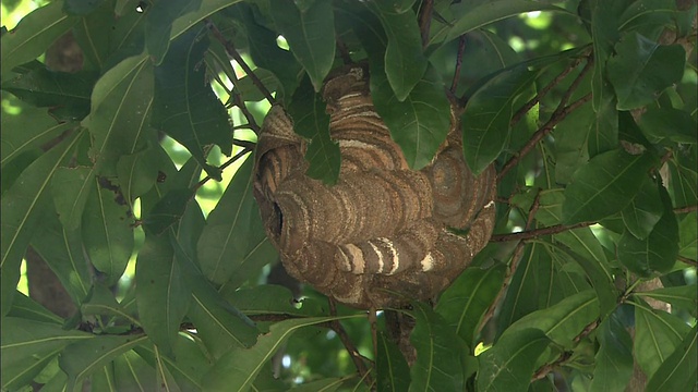 一个蜂巢挂在枝叶繁茂的树枝上。视频素材