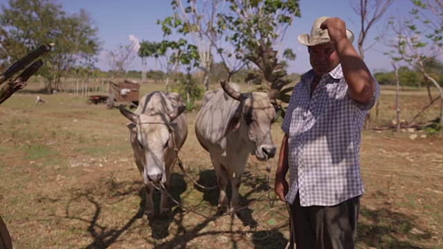 一幅快乐的农民在工作与看着牛的相机视频素材