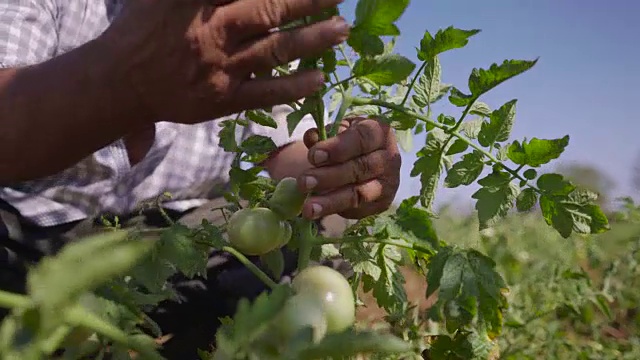 种植西红柿的11人在树叶上寻找虫子视频素材
