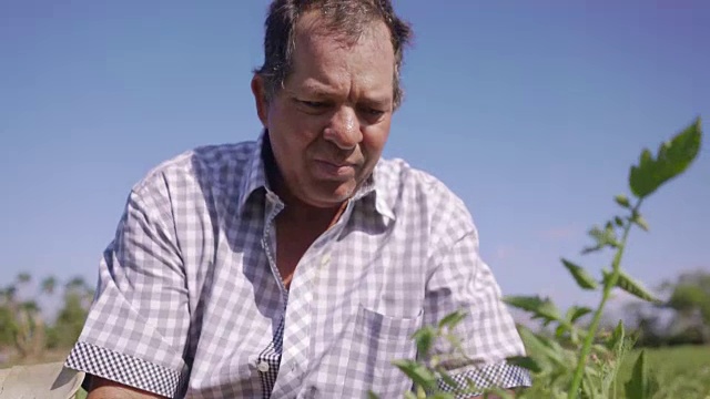 农民检查番茄植株叶片寻找昆虫视频素材