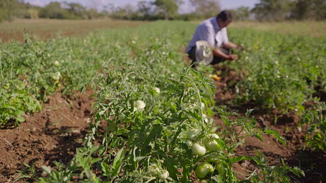 12名农民从植物上采摘红绿番茄视频素材
