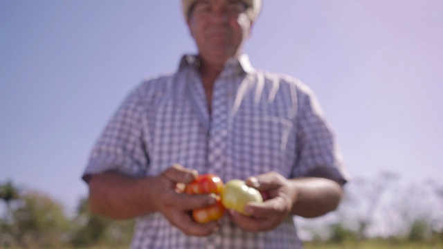 农民微笑着向相机展示西红柿视频素材