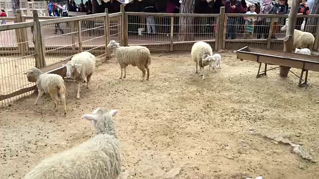 绵羊和羊羔在散步。绵羊农场视频下载