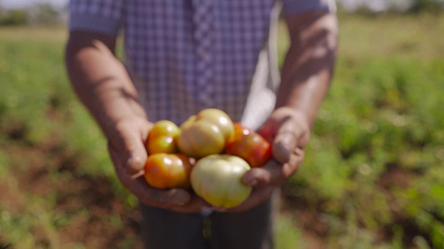 15名农民向摄像机展示红色和绿色的番茄视频素材