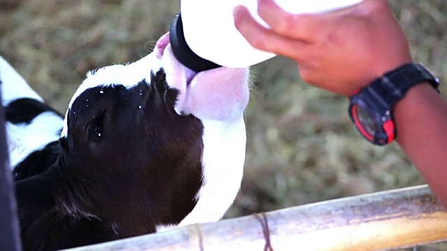 农场里用奶瓶喂养的小母牛视频素材
