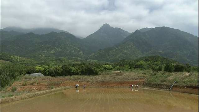 屋久岛的水稻种植。视频素材