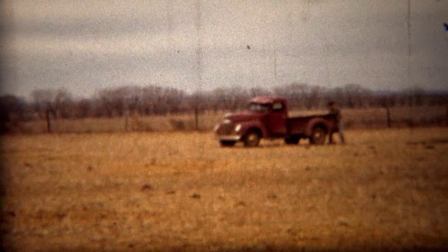 1951年:一辆旧农用卡车在金色的牧牛地里行驶。视频下载