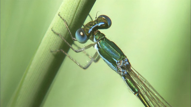 北海道蜻蜓(Nehalennia speciosa)视频素材