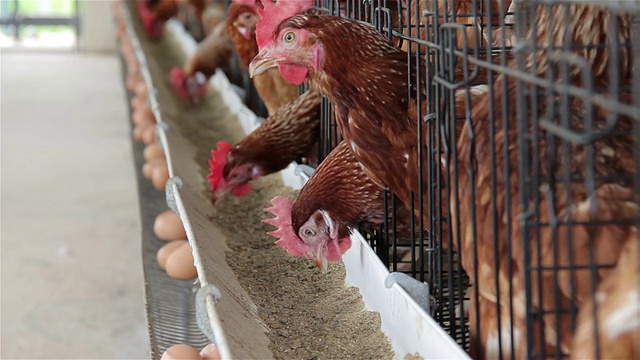 鸡蛋吃食物在农场与鸡蛋托盘。视频下载