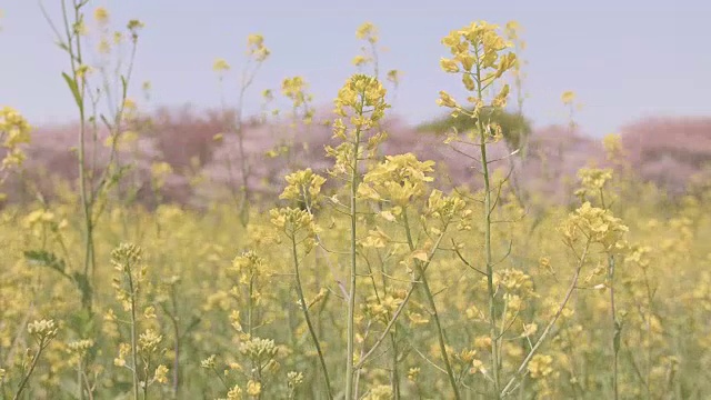 野芥菜花，昭和纪念公园，日本东京视频素材