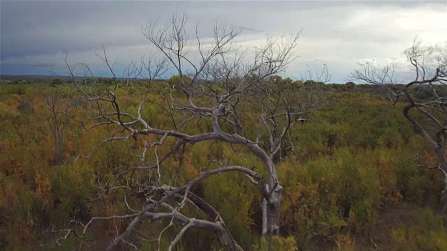 空中摄影:在美丽的丛林景观中飞过枯死的树木视频素材