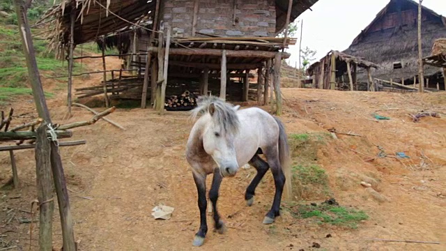 马在土著土著部落Akha部落村庄，蓬萨利，老挝视频下载