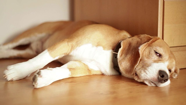 一只非常疲倦的小猎犬躺在公寓的地板上睡觉视频素材