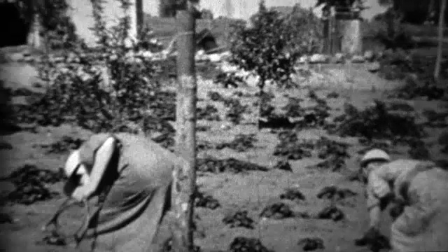 1934年:在大萧条时期，妇女们在收获花园，食物短缺。视频素材