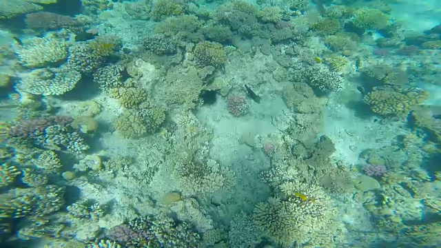 在美丽的大海里浮潜。视频素材
