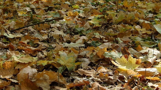 秋天森林里五颜六色的树叶视频素材