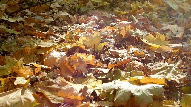 秋天森林里五颜六色的树叶视频素材