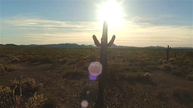 航拍:日落时飞过沙漠里美丽的仙人掌视频素材