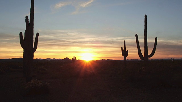 航拍:红色夕阳下的沙漠景观中美丽的大仙人掌视频素材