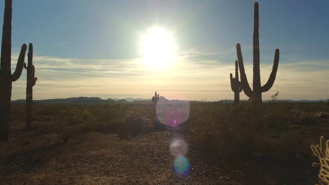 航拍:日落时飞过沙漠里美丽的仙人掌视频素材