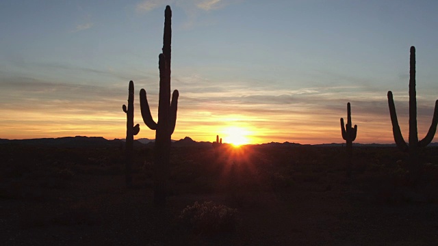 空中镜头:绚丽的日落时分，沙漠景观中美丽的大仙人掌视频素材