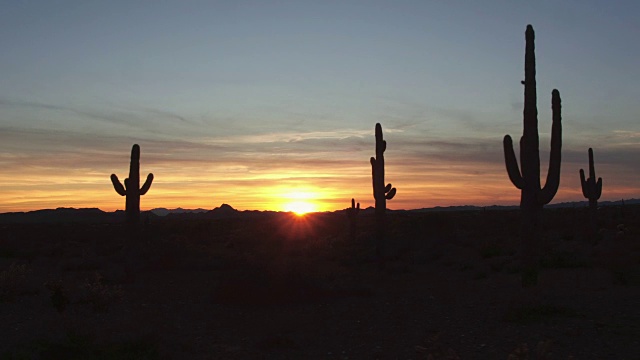 图片:红色夕阳下的沙漠景观中美丽的大仙人掌视频素材
