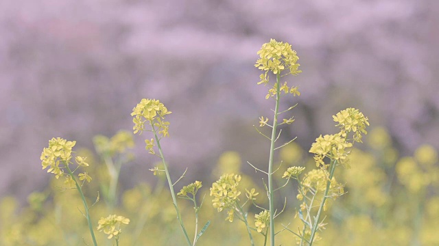 野芥菜花，昭和纪念公园，日本东京视频素材