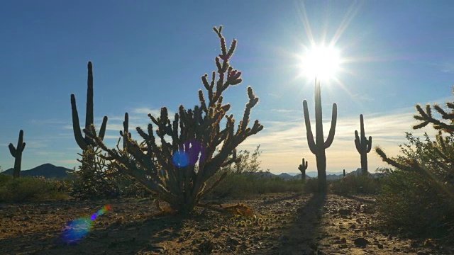 夕阳透过沙漠荒野中的仙人掌刺视频素材