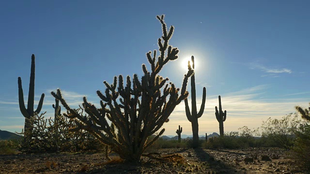 夏日的阳光照耀着沙漠中的仙人掌视频素材