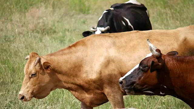 在夏季景观放牧奶牛视频素材
