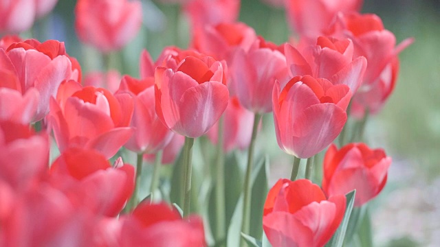 郁金香花，昭和纪念公园，日本东京视频素材