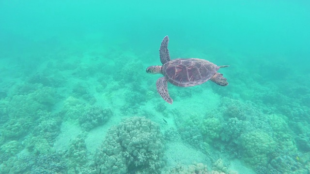 海龟在珊瑚上游泳视频素材