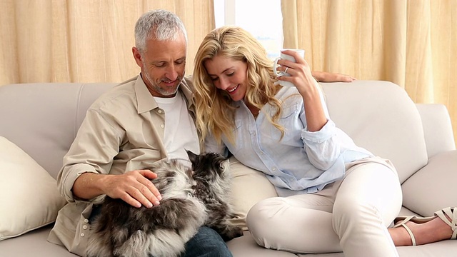 一对幸福的夫妇在沙发上抚摸着他们毛茸茸的灰色猫视频素材