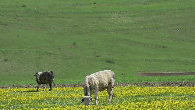 奶牛在春天的田野上吃草视频素材