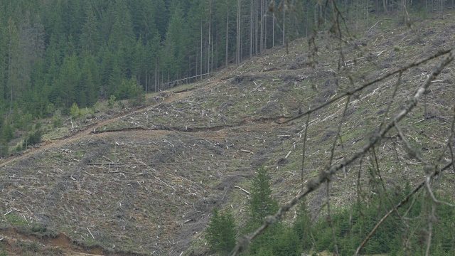森林砍伐采伐区视频素材