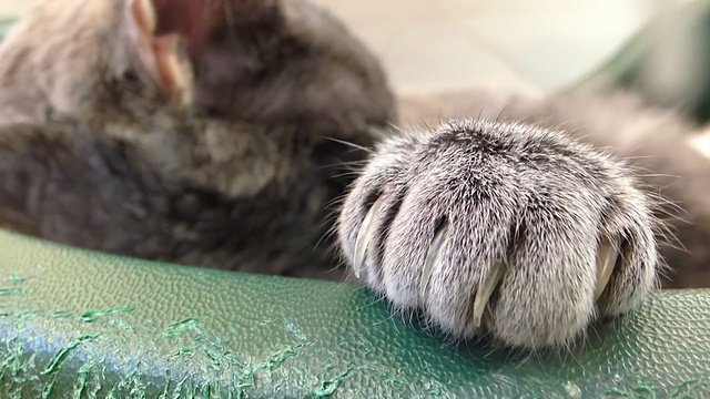 睡着的猫，合上她的手掌视频素材