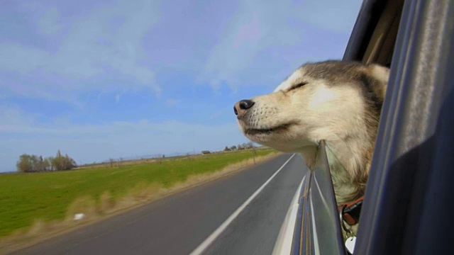 一只狗把头伸出了车窗视频素材