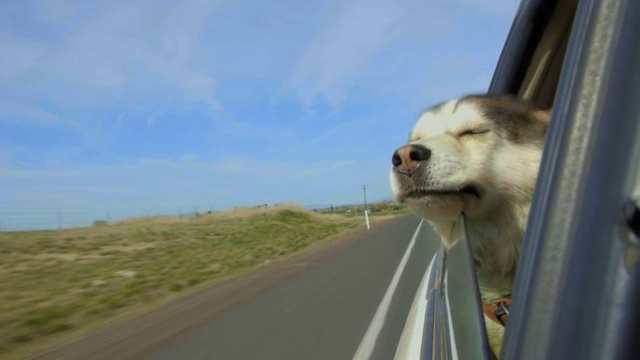 一只雪橇犬把头伸出车窗外视频素材