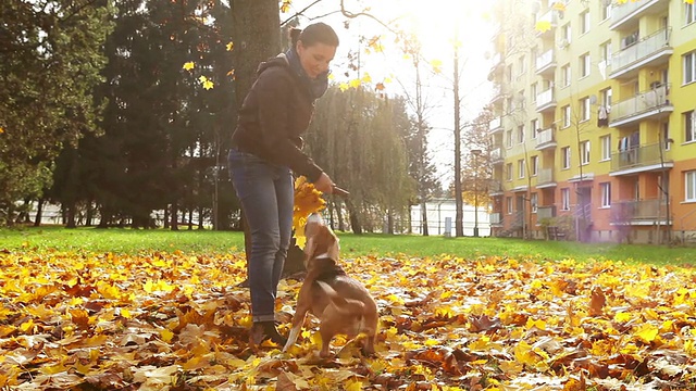 年轻的女性与小猎犬幼犬在秋天的公园里玩耍视频素材