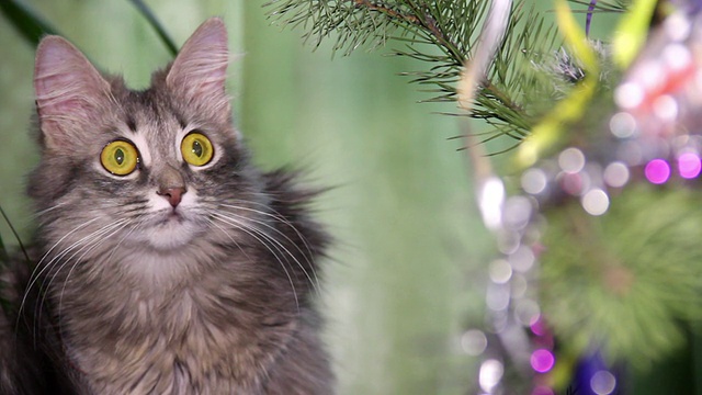 猫靠近圣诞树视频素材