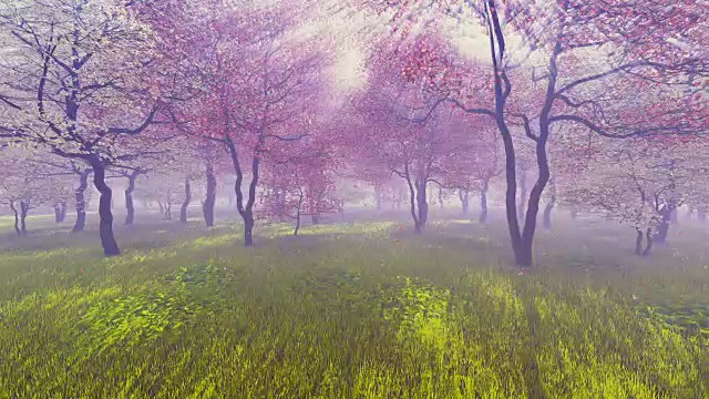 樱花盛开的果园视频素材