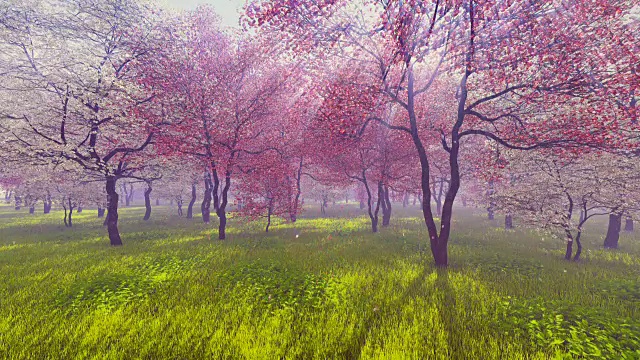 阳光下盛开的樱桃树视频素材