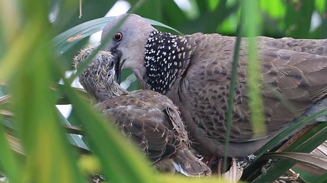 一只鸟喂养它的幼鸟巢的高清镜头视频下载