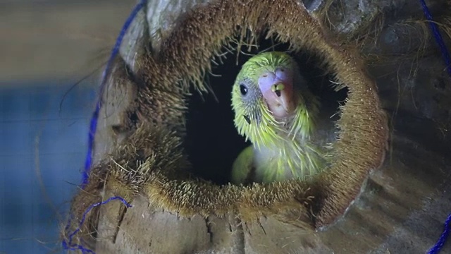 一只鸟喂养它的幼鸟巢的高清镜头视频下载