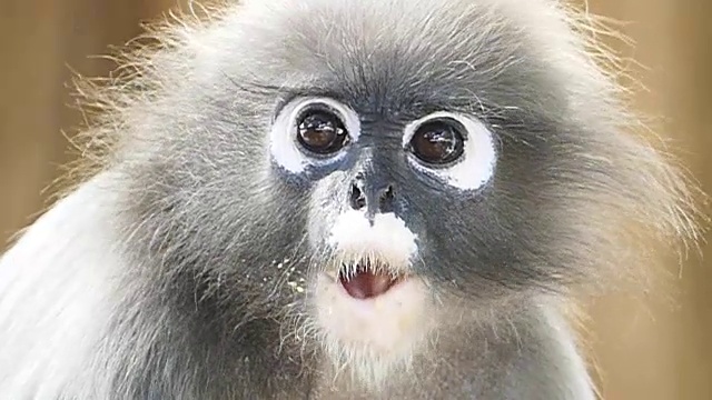大自然中的眼镜叶猴。视频下载