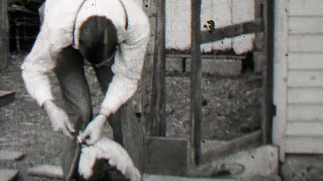 1938年:衣冠楚楚的男子正在调整毫无头绪的狩猎犬的项圈。视频下载