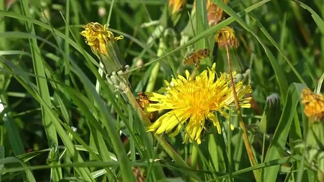 蜜蜂在蒲公英上采集花蜜，黄色的蒲公英，绿色的草，黄色的花粉视频素材