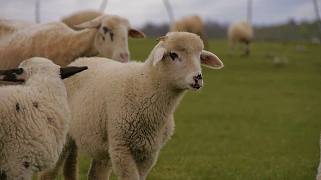 农场牧羊视频下载